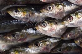 Image du Maroc Professionnelle de  Arrivée des sardines fraiches dans une conserverie à Agadir, ville située au sud du Maroc, Vendredi 23 Août 2002. (Photo / Abdeljalil Bounhar) 